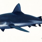 Poster "Les requins de Polynésie". Joseppe & PatCab, 1998.