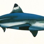 Poster "Les requins de Polynésie". Joseppe & PatCab, 1998.