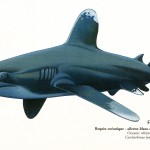 Poster "Les requins de Polynésie". Joseppe & PatCab, 1998.