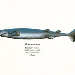 Poster "Les requins de Polynésie". Joseppe & PatCab, 1998.