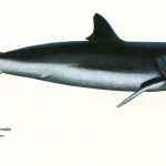 Poster "Les requins de Polynésie". Joseppe & PatCab, 1998.
