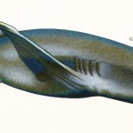Poster "Les requins de Polynésie". Joseppe & PatCab, 1998.