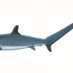 Poster "Les requins de Polynésie". Joseppe & PatCab, 1998.