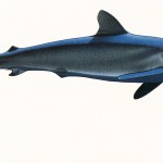 Poster "Les requins de Polynésie". Joseppe & PatCab, 1998.