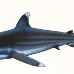Poster "Les requins de Polynésie". Joseppe & PatCab, 1998.