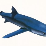 Poster "Les requins de Polynésie". Joseppe & PatCab, 1998.