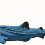 Poster "Les requins de Polynésie". Joseppe & PatCab, 1998.